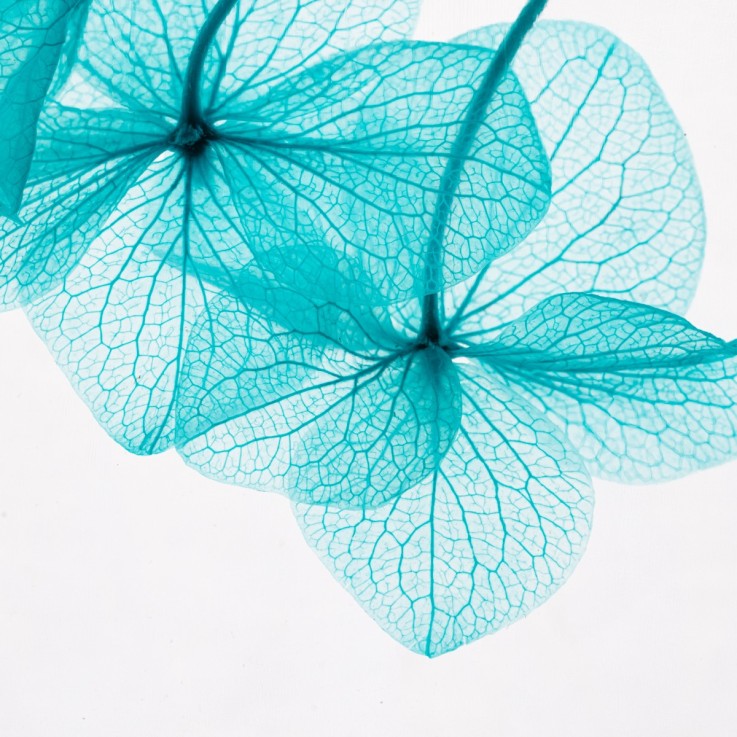 Herbarium fait main Fleur Naturelle immergée Hortensia