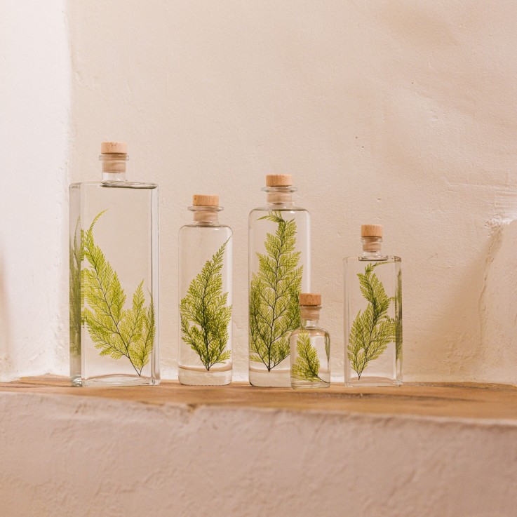 Herbarium fait main Plante Naturelle immergée Fougère Tabalia