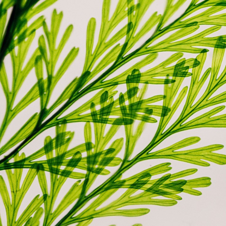 Herbarium fait main Plante Naturelle immergée Fougère Tabalia