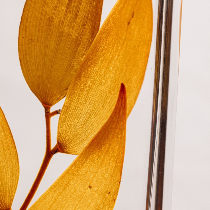 Herbarium fait main Plante Naturelle immergée Ruscus
