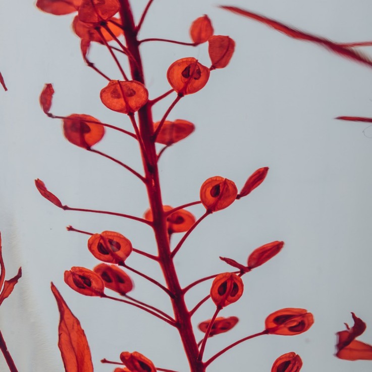 Herbarium fait main Plante Naturelle immergée Lepidium