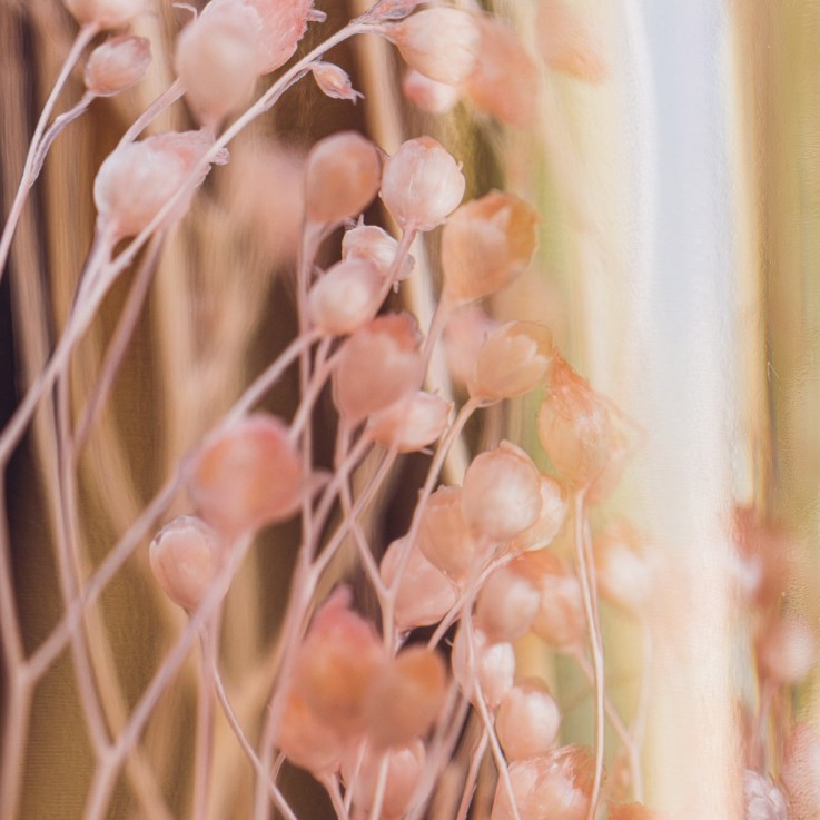 Herbarium fait main Plante Naturelle immergée Broom