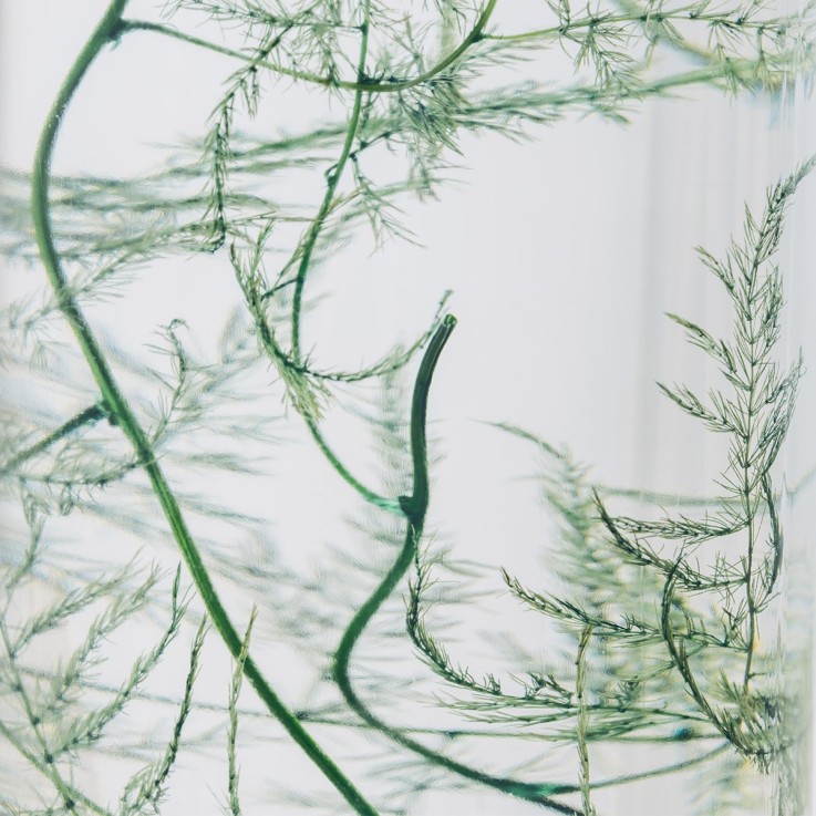Herbarium fait main Plante Naturelle immergée Asparagus plumosus