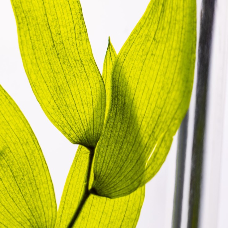 Herbarium fait main Plante Naturelle immergée Ruscus