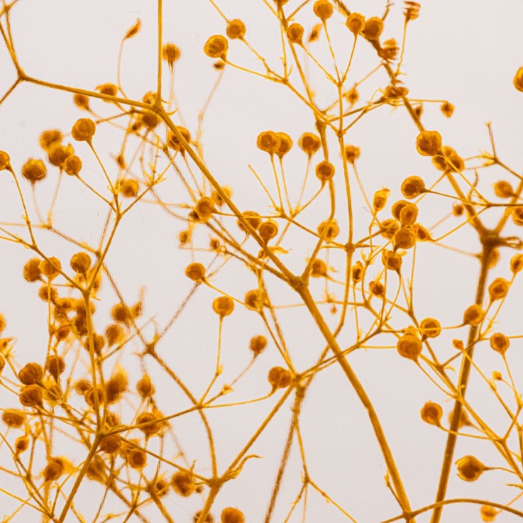 Herbarium fait main Plante Naturelle immergée Gypsophile