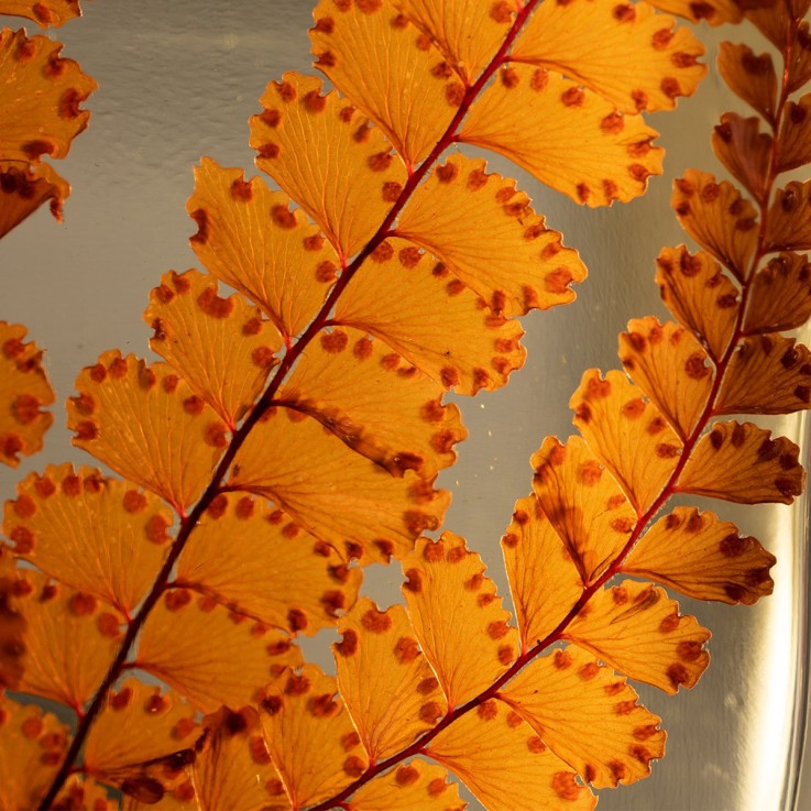 Herbarium fait main Plante Naturelle immergée Fougère Felci