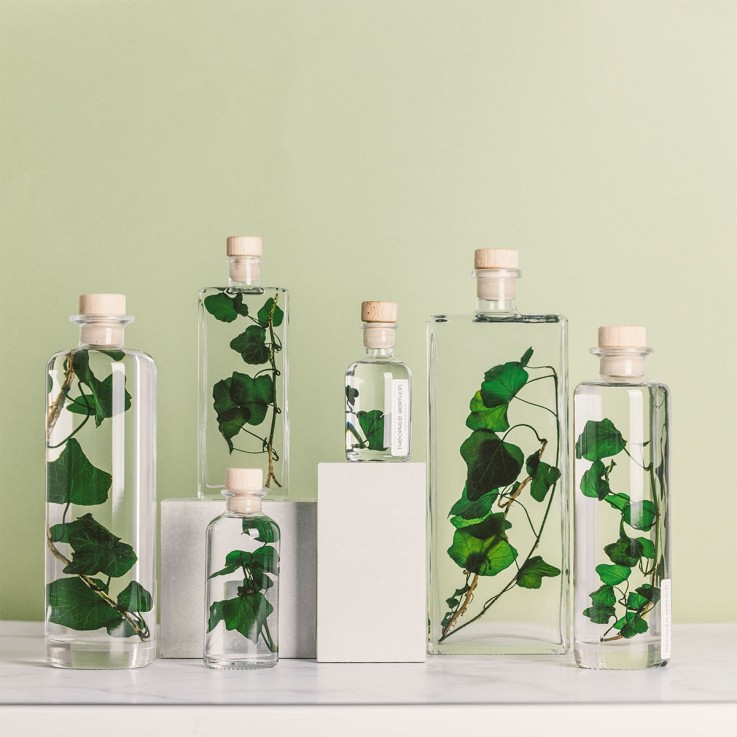 Herbarium fait main Plante Natrurelle immergée Lierre helix