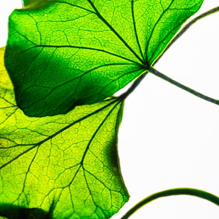 Herbarium fait main Plante Natrurelle immergée Lierre helix