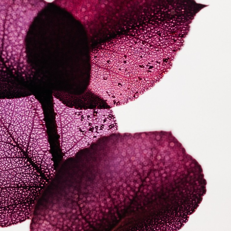 Herbarium fait main Plante Naturelle immergée Eucalyptus