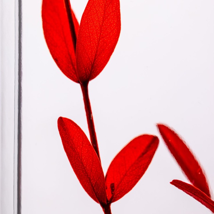 Herbarium fait main Plante Naturelle immergée Parvifolia
