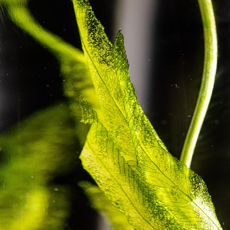 Herbarium fait main Plante Naturelle immergée Algue aquatique