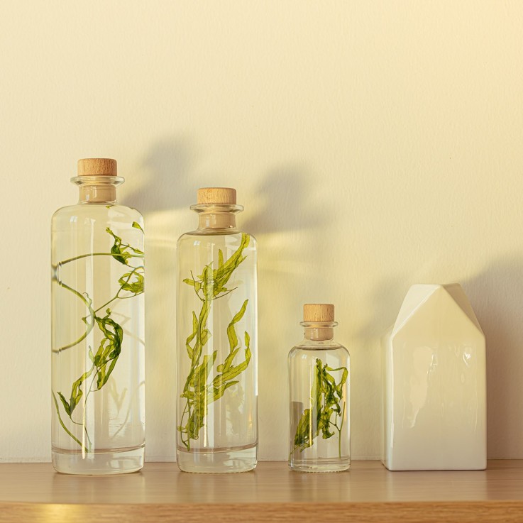 Herbarium fait main Plante Naturelle immergée Algue aquatique