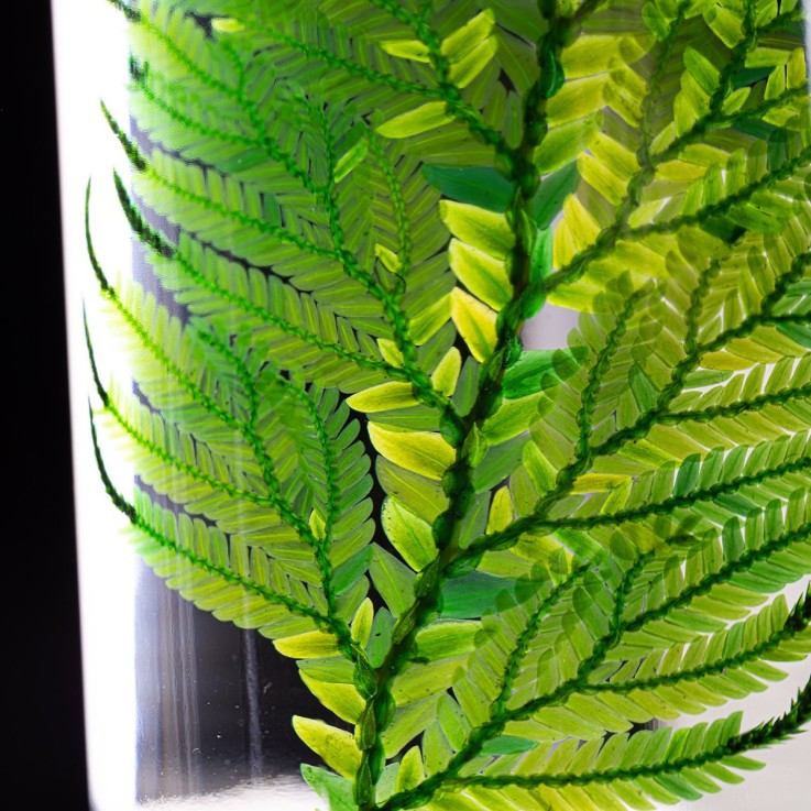 Herbarium fait main Plante Naturelle immergée Fougère Colombienne