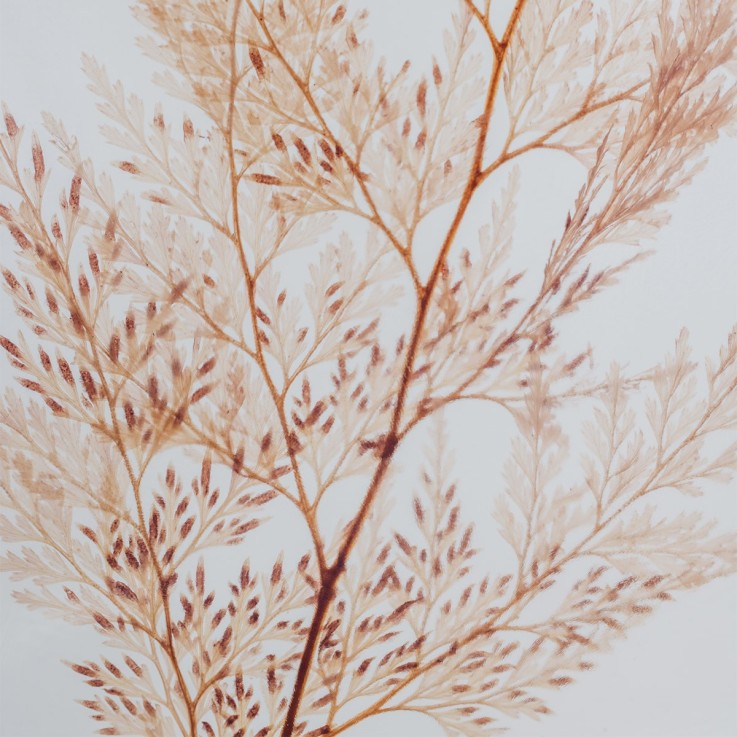 Herbarium fait main Plante Naturelle immergée Fougère Flocon