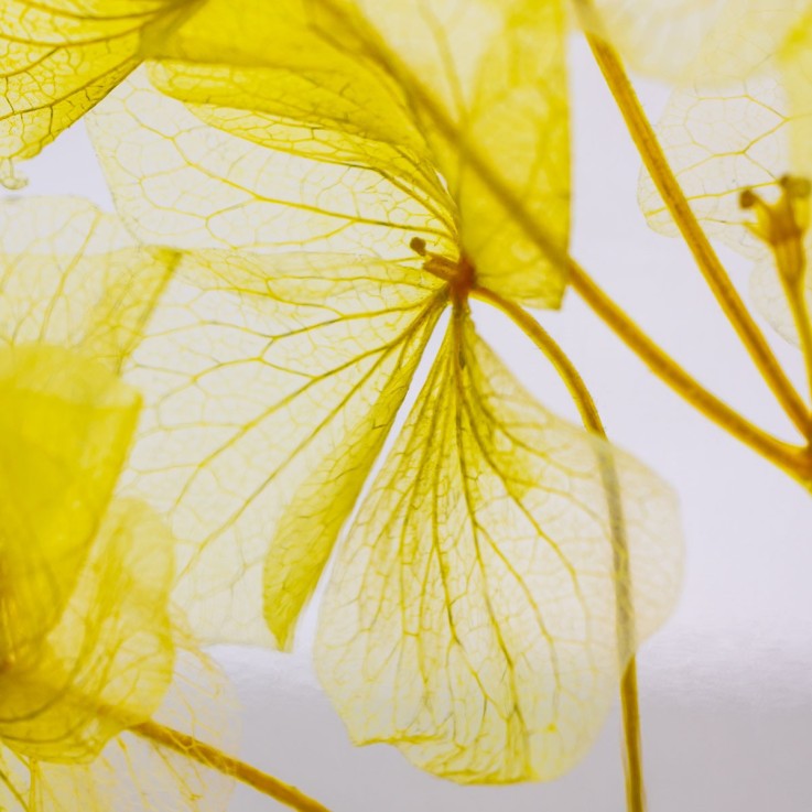 Herbarium fait main Fleur Naturelle immergée Hortensia