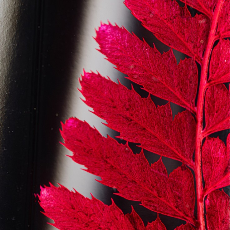 Herbarium fait main Plante Naturelle immergée Rumohra