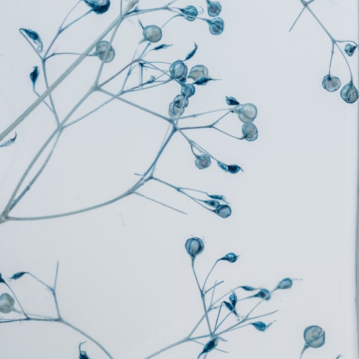 Herbarium fait main Plante Naturelle immergée Gypsophile