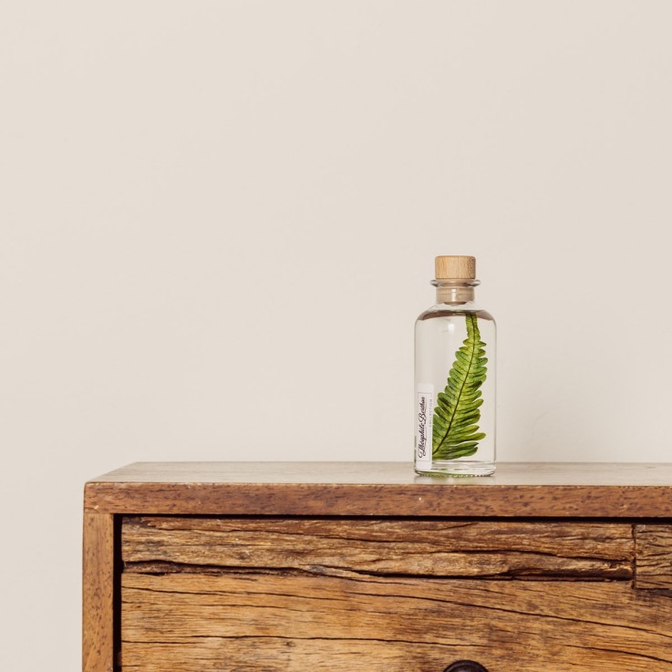 Herbarium fait main Plante Naturelle immergée Argyrea