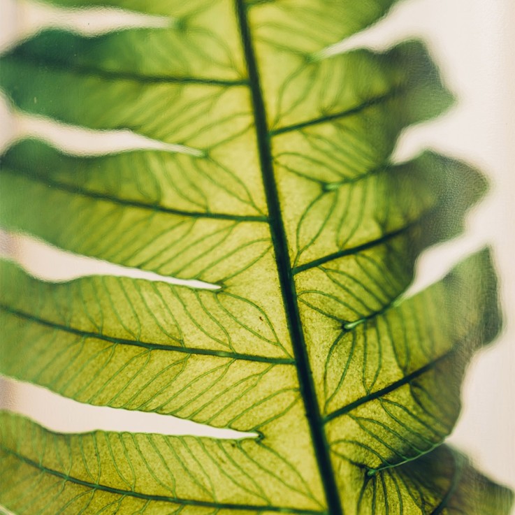 Herbarium fait main Plante Naturelle immergée Argyrea