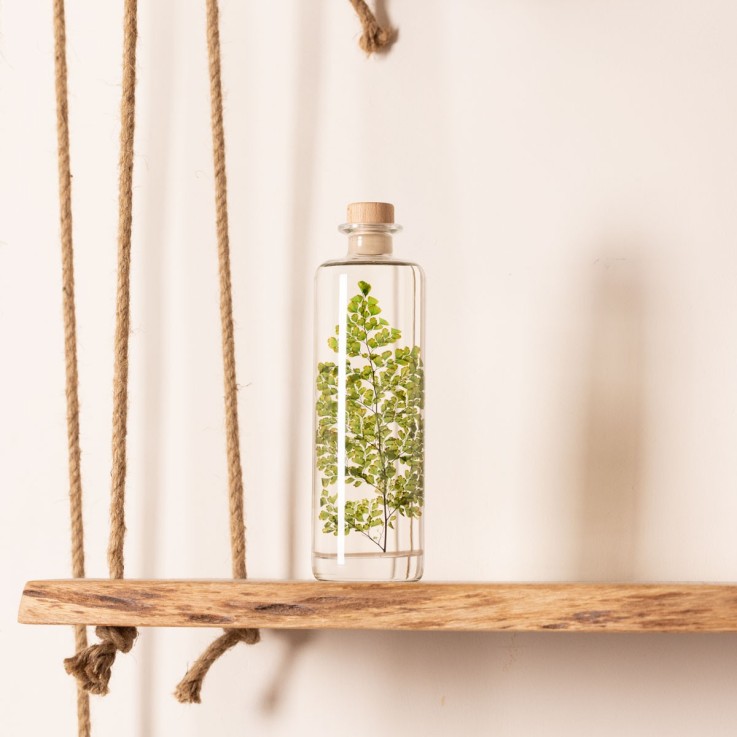 Herbarium fait main Plante Naturelle immergée Fougère Luthi