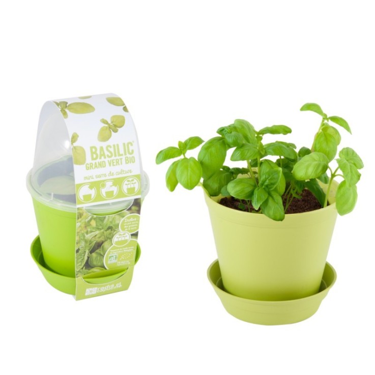 Pot cloche de culture Basilic Bio