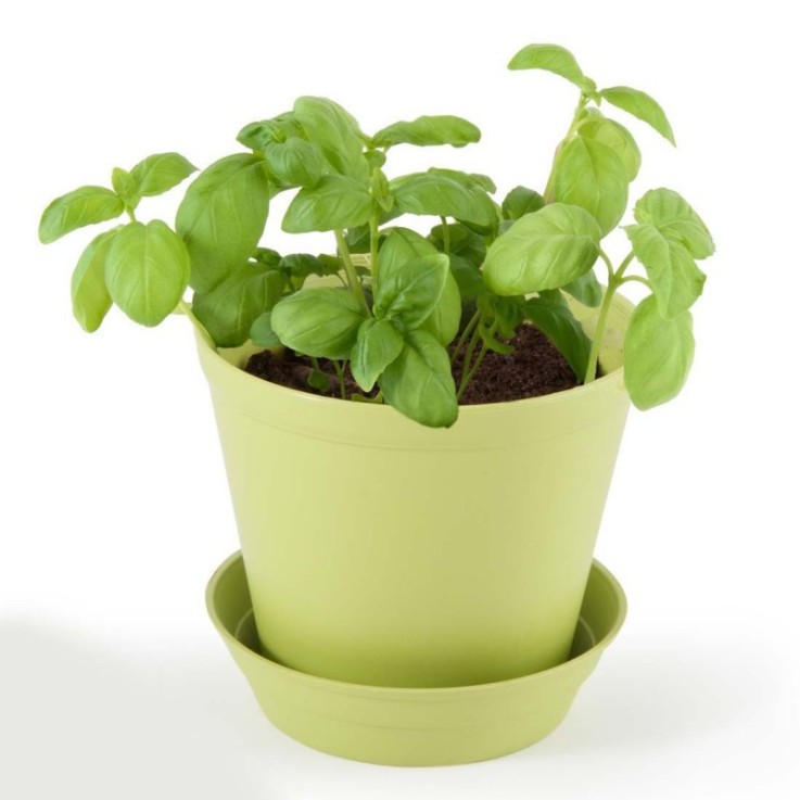 Pot cloche de culture Basilic Bio