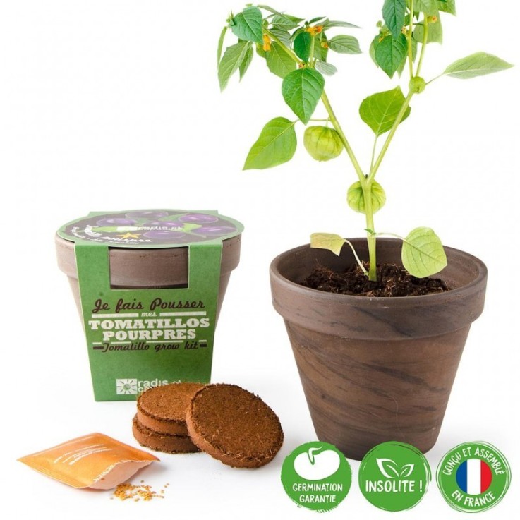 Pot Terre cuite Basalte 13cm - Tomates violettes
