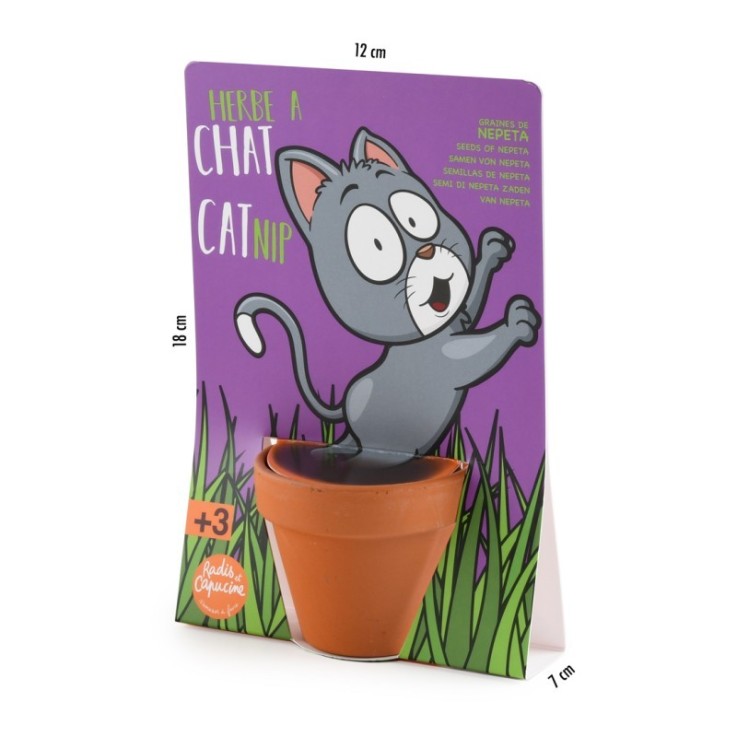 Herbe à chat - Carte avec pot