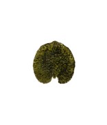 Forêts