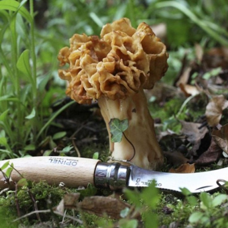 Couteau à champignon Opinel - 8 cm