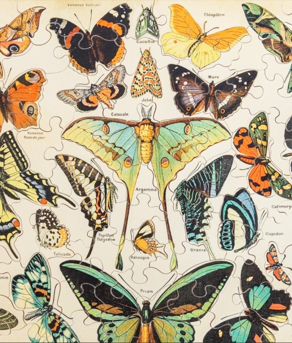 PAPILLONS