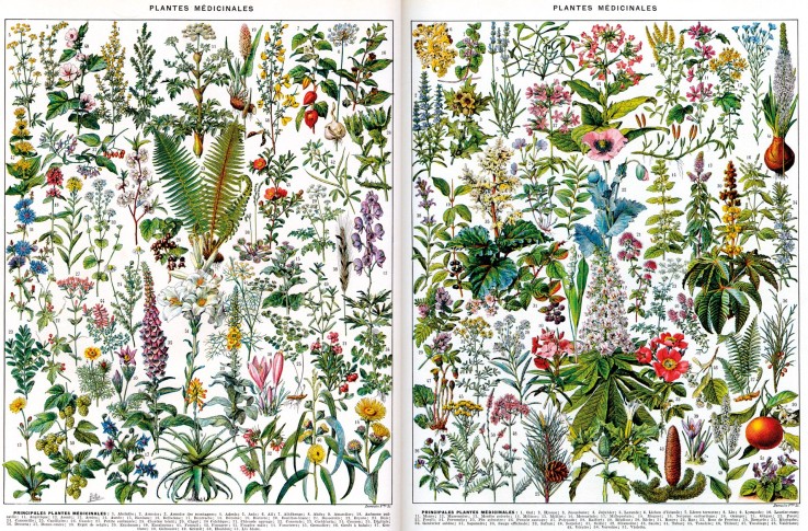 Puzzle en bois 500 pièces Plantes medicinales