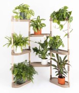 Ecorce De Pin