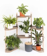 Ecorce De Pin