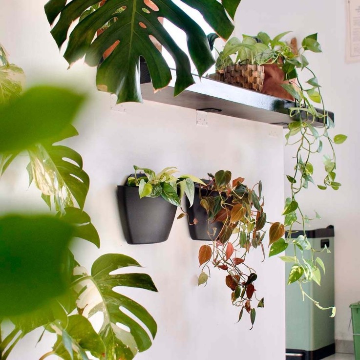 Pots muraux - arrosage auto