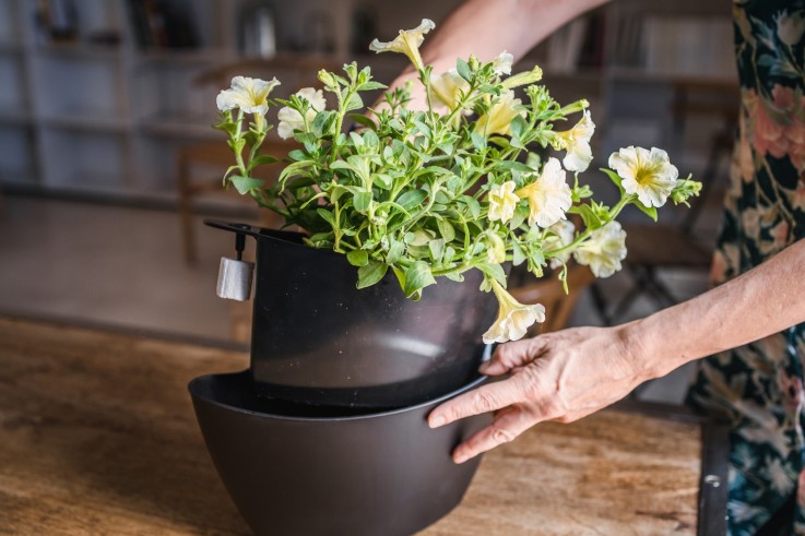 Pots muraux - arrosage auto