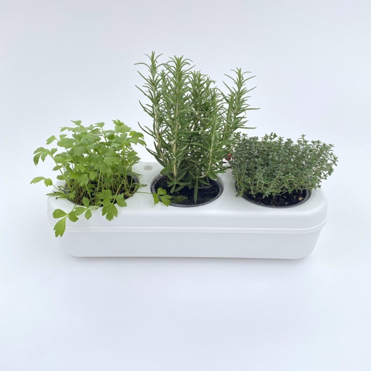 Kit potager d'intérieur - Graines Bio - Basilic citron, Aneth, Laitue romaine verte