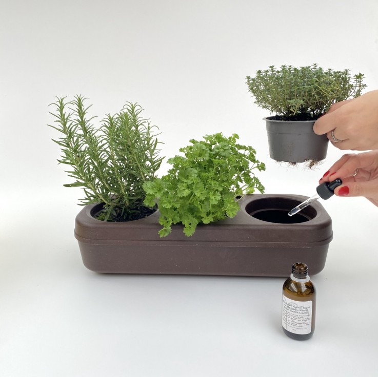 Kit potager d'intérieur - Graines Bio - Basilic, Persil, Roquette - en liège