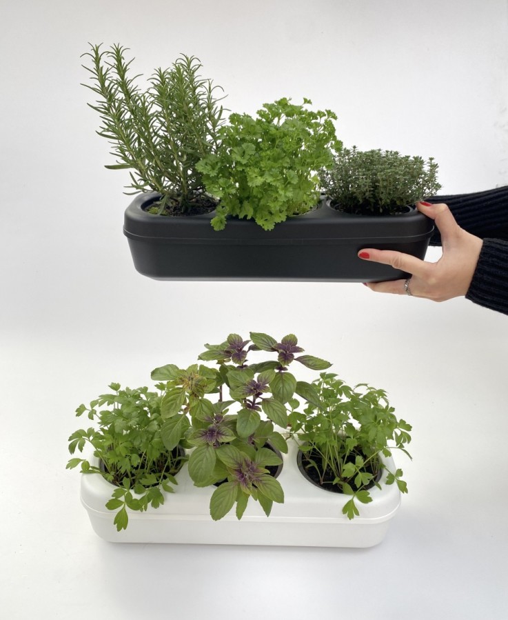 Kit potager d'intérieur - Graines Bio - Basilic, Coriandre, Aneth