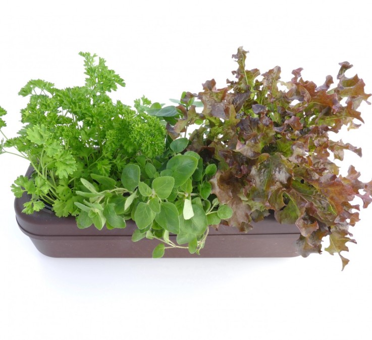 Potager d'intérieur en liège