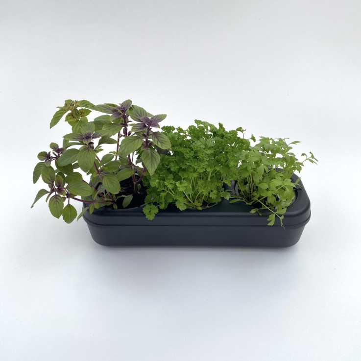 Kit potager d'intérieur - Graines Bio - Basilic, Persil, Roquette