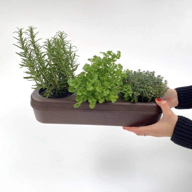 Kit potager d'intérieur - Graines Bio - Basilic citron, Aneth, Laitue Romaine Verte - en liège