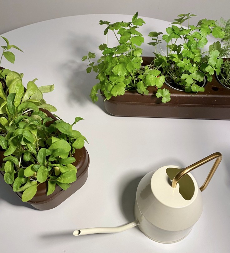 Kit potager d'intérieur - Graines Bio - Moutarde, Persil, Oseille - en liège