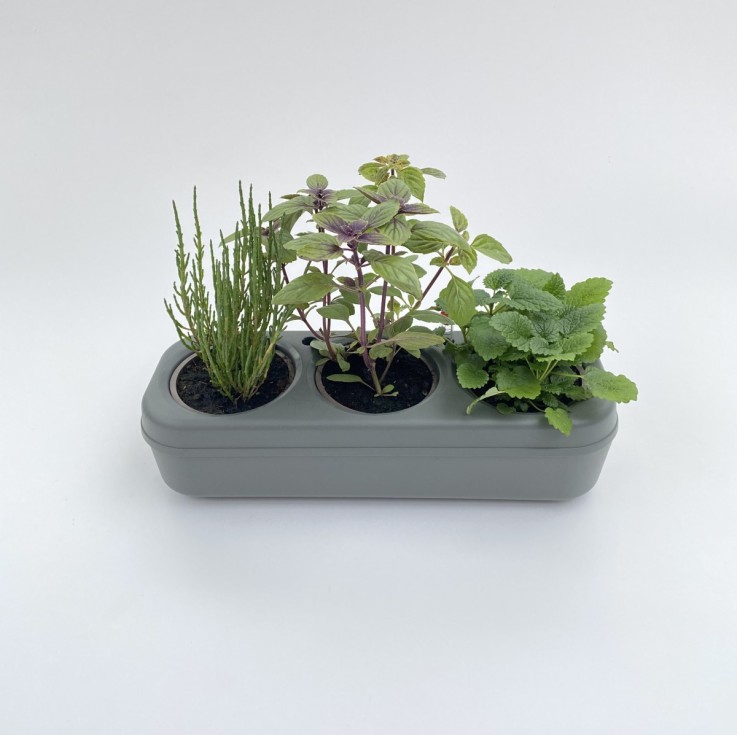 Kit potager d'intérieur - Graines Bio - Basilic cannelle, Basilic citron, Basilic gustosa