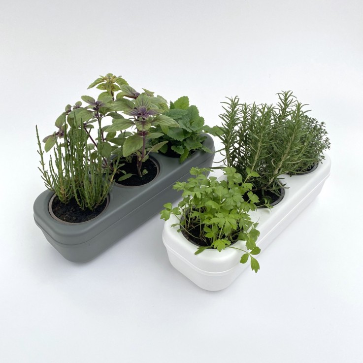 Kit potager d'intérieur - Graines Bio - Basilic cannelle, Basilic citron, Basilic gustosa