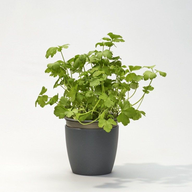 Kit 4 pots pour étudiants - Graines Bio - Persil, Basilic, Epinards, Roquette