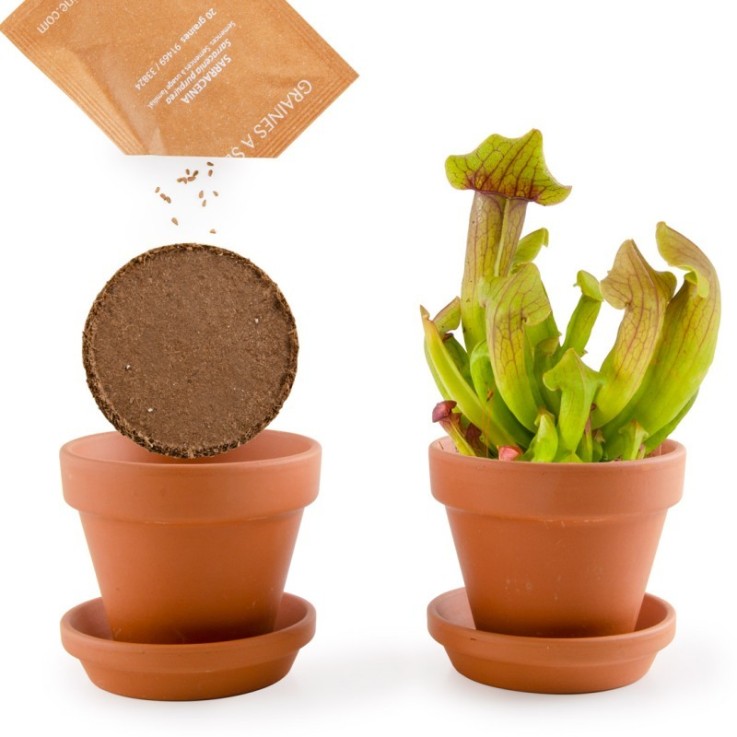Pot avec coupelle - Plantes carnivores - 8 cm