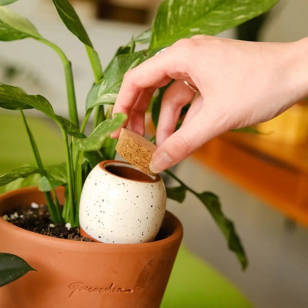Trio Ollas Naturelles Mini Diffuseurs d'eau pour plantes