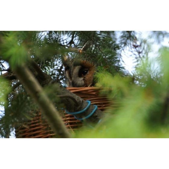 Nichoir panier pour rapaces