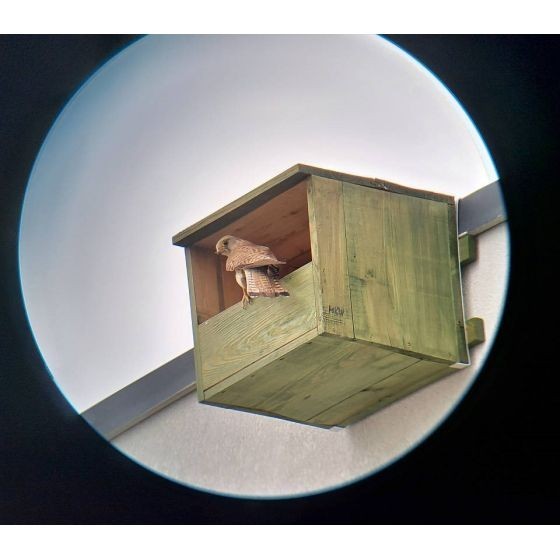 Nichoir Faucon crécerelle